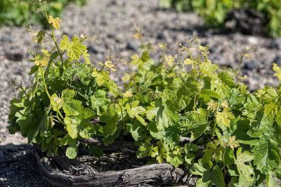 Your visit to Estate Argyros is a rare opportunity to experience a unique wine touring experience.