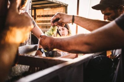 OinopoieioHatzidaki4