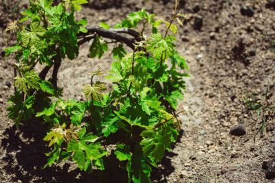 OinopoieioHatzidaki5