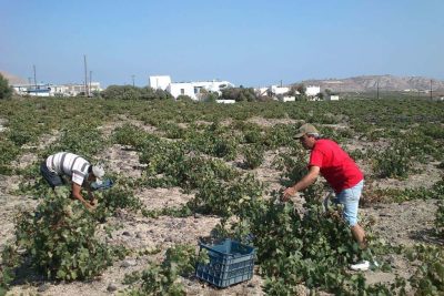 Wines of the Gavalas winery