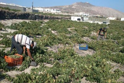 You can visit the Gavalas winery